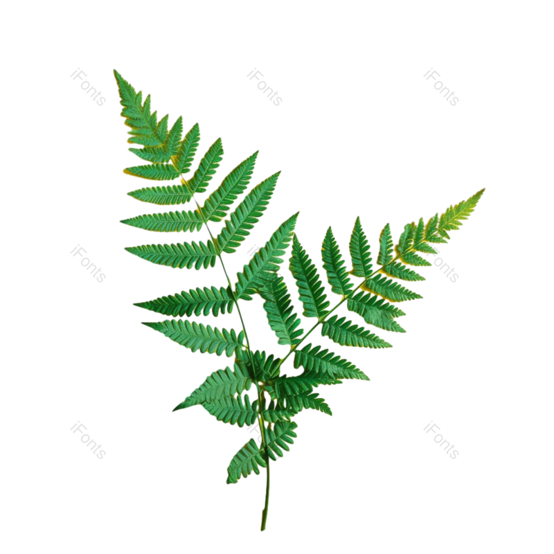 叶子图片,装饰元素,背景纹理PNG,摄影免抠素材